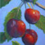 Photo of a pastel painting of Flathead Lake cherries.