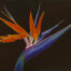 Pastel painting of a Bird of Paradise flower.