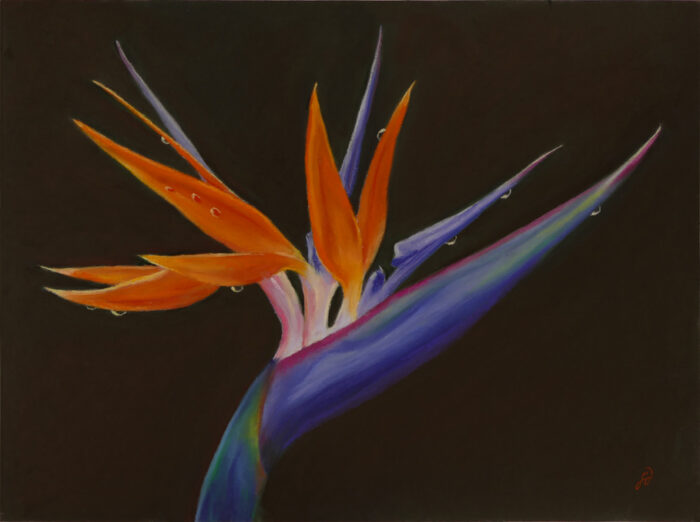 Pastel painting of a Bird of Paradise flower.