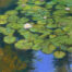 Photo of a pastel painting of a lotus pond.